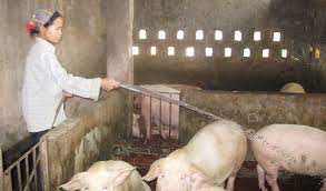 VIDEO: Tổ Hợp tác xã chăn nuôi Nam Hưng tăng đàn vật nuôi cho tiêu dùng cuối năm